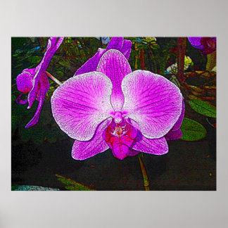 Lila Orchideen Poster