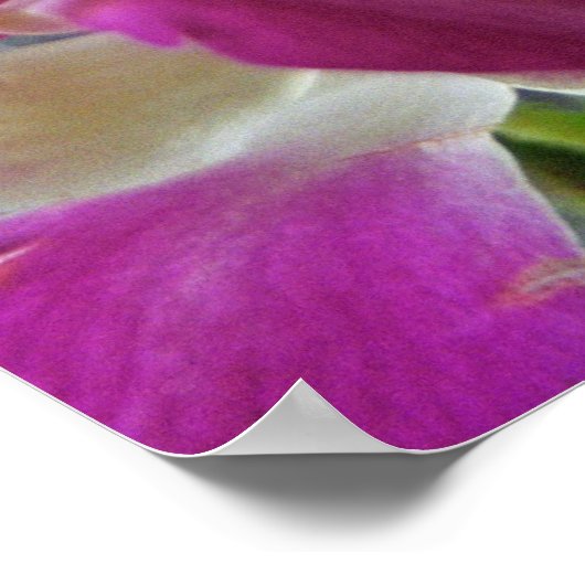 Lila Orchideen Poster (Ecke)