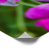 Lila Orchideen Poster (Ecke)