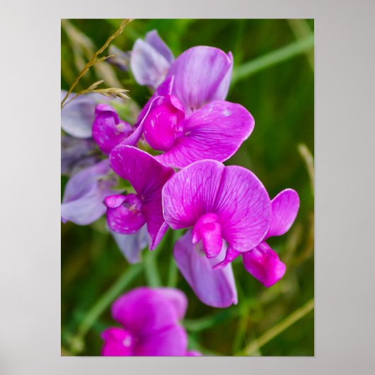Lila Orchideen Poster (Vorne)