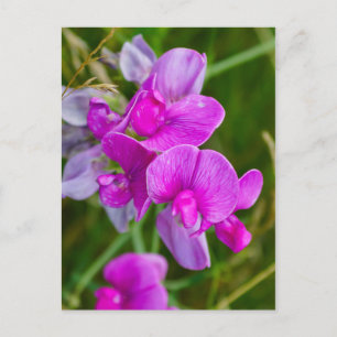 Lila Orchideen Postkarte
