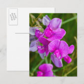 Lila Orchideen Postkarte (Vorne/Hinten)