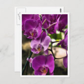 lila Orchideen Postkarte (Vorne/Hinten)