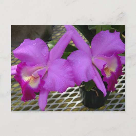 Lila Orchideen Postkarte (Vorderseite)
