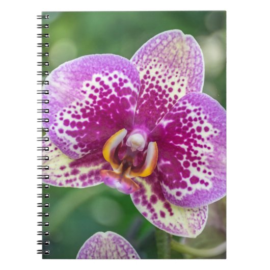 Lila Orchideennotizbuch Notizblock (Vorderseite)