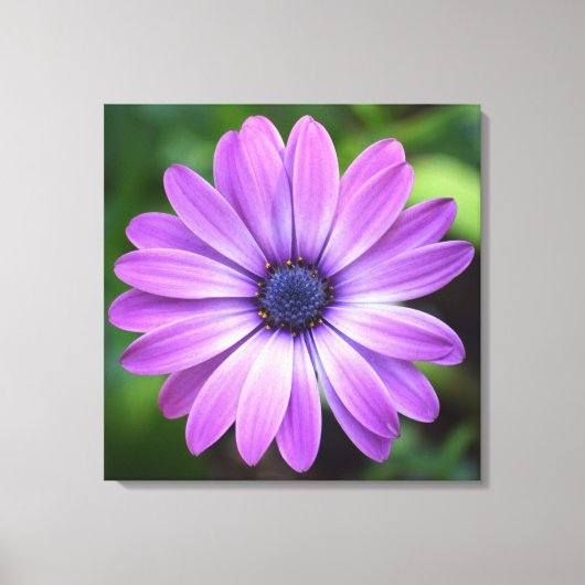 Lila Osteopermum Canvas Leinwanddruck (Vorderseite)