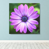 Lila Osteopermum Canvas Leinwanddruck (Insitu (Holzboden))