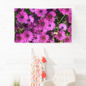 Lila Osteospermum-Blume Banner (Insitu)