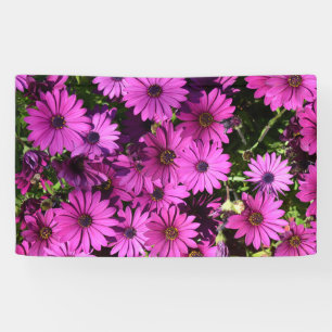 Lila Osteospermum-Blume Banner