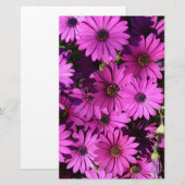 Lila Osteospermum-Blume Briefpapier (Vorne/Hinten)