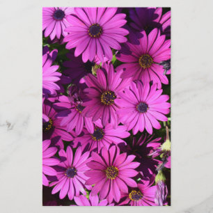 Lila Osteospermum-Blume Briefpapier