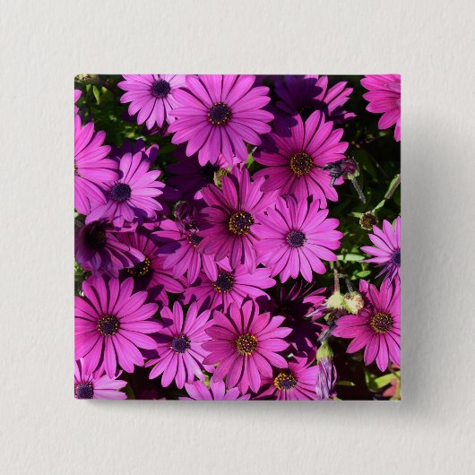 Lila Osteospermum-Blume Button (Vorderseite)