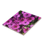 Lila Osteospermum-Blume Fliese (Seite)