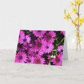 Lila Osteospermum-Blume Karte (Gelbe Blume)