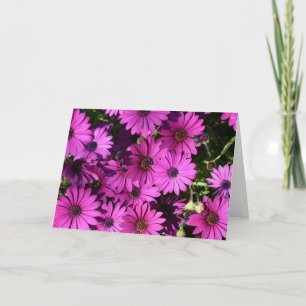 Lila Osteospermum-Blume Karte