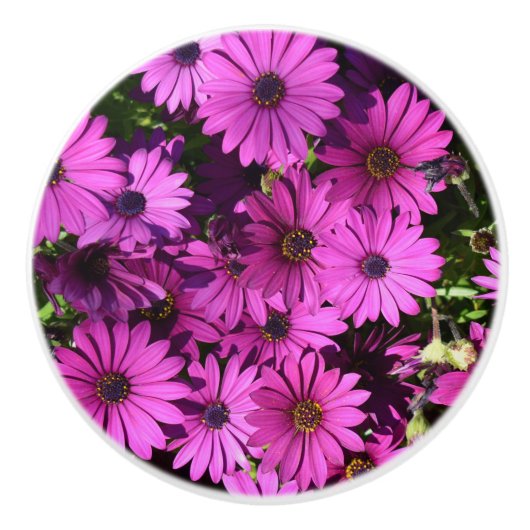 Lila Osteospermum-Blume Keramikknauf (Vorderseite)