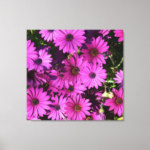 Lila Osteospermum-Blume Leinwanddruck