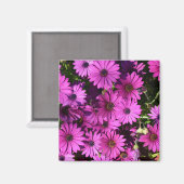 Lila Osteospermum-Blume Magnet (Vorderseite/Rückseite)