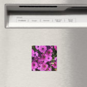Lila Osteospermum-Blume Magnet (In Situ (Geschirrspüler))