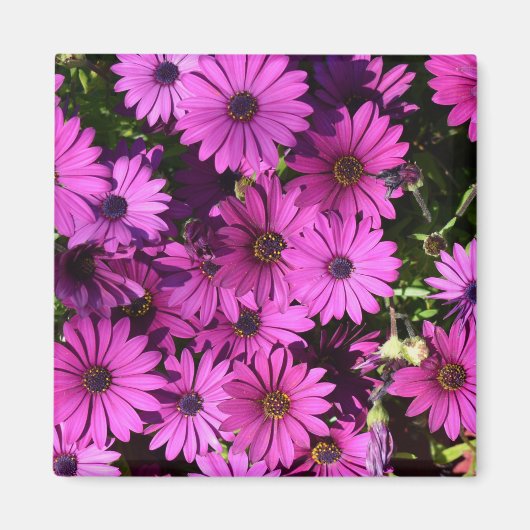 Lila Osteospermum-Blume Magnet (Vorne)