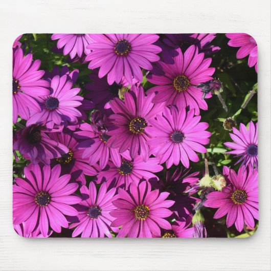 Lila Osteospermum-Blume Mousepad (Vorne)