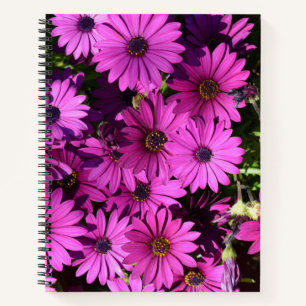 Lila Osteospermum-Blume Notizblock