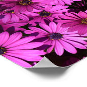 Lila Osteospermum-Blume Poster (Ecke)