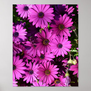 Lila Osteospermum-Blume Poster