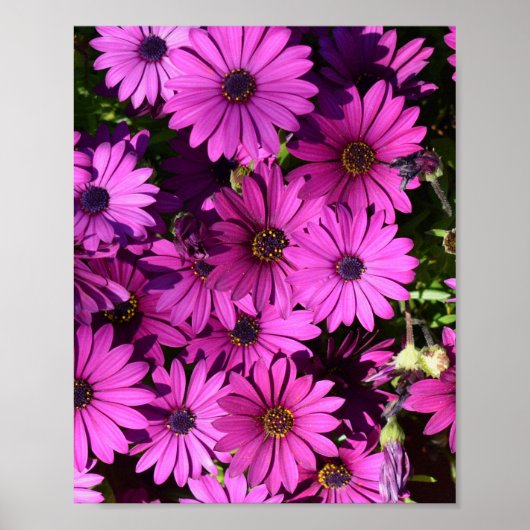 Lila Osteospermum-Blume Poster (Vorne)