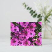 Lila Osteospermum-Blume Postkarte (Stehend Vorderseite)