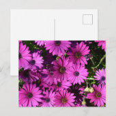 Lila Osteospermum-Blume Postkarte (Vorne/Hinten)