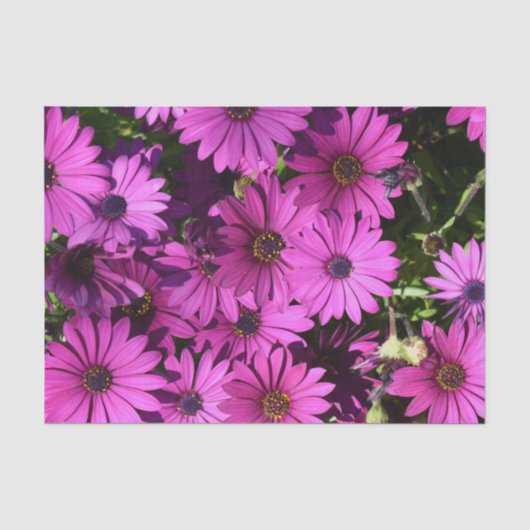 Lila Osteospermum-Blume Seidenpapier (Vorderseite)
