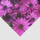 Lila Osteospermum-Blume Seidenpapier (Ausschnitt)