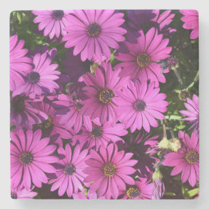 Lila Osteospermum-Blume Steinuntersetzer
