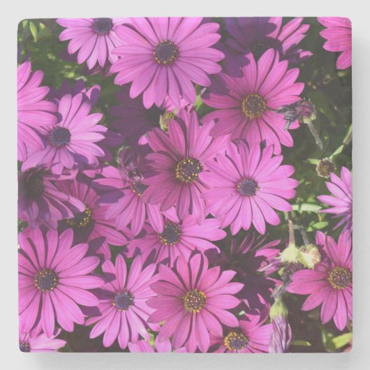 Lila Osteospermum-Blume Steinuntersetzer (Vorderseite)