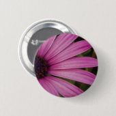 Lila Osteospurmum Knopf Button (Vorne & Hinten)