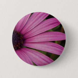 Lila Osteospurmum Knopf Button