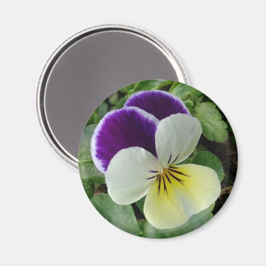 Lila Panik Magnet (Vorderseite/Rückseite)