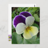 Lila Panik Postkarte (Vorne/Hinten)