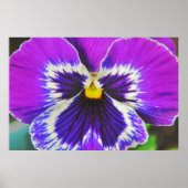 Lila Pansy Blume Poster Art (Vorne)