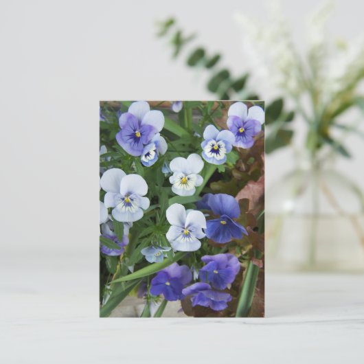 Lila Pansy Blume Postkarte (Stehend Vorderseite)