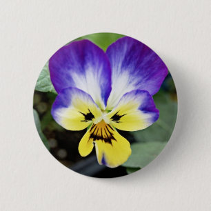 Lila Pansy Button
