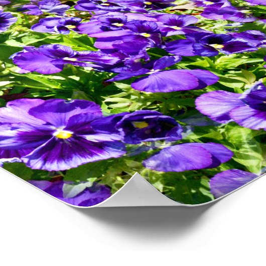 Lila Pansy Field, Poster (Ecke)
