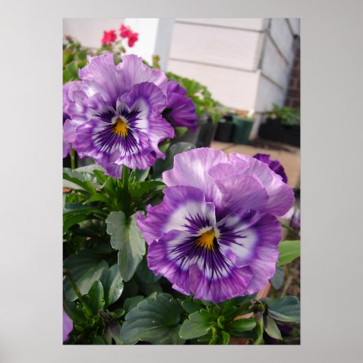 Lila Pansy Floral Blume Fotoster Poster (Vorne)