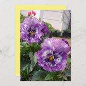 Lila Pansy Foto Blume Blumengarten (Vorne/Hinten)