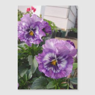 Lila Pansy Foto Blume Blumenkarton Magnetkarte