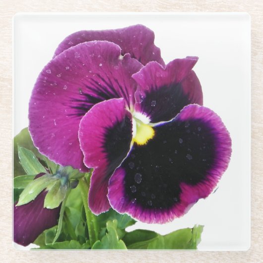 Lila Pansy Glasuntersetzer (Vorderseite)