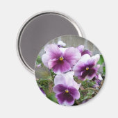 Lila Pansy Magnet (Vorderseite/Rückseite)