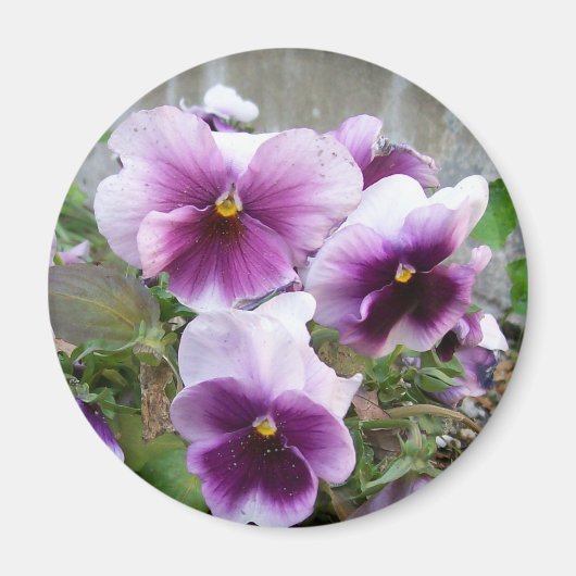 Lila Pansy Magnet (Vorne)