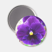 Lila Pansy Magnet (Vorderseite/Rückseite)